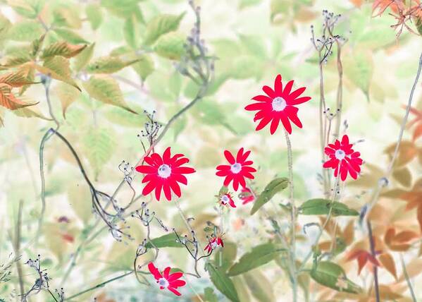 Flowers Poster featuring the photograph Happy Red Daisies by Missy Joy