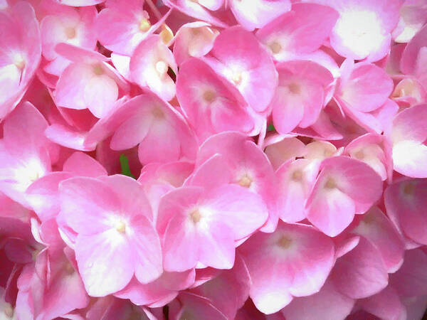 Pink Poster featuring the digital art Pink Hydrangea by Denise Beverly
