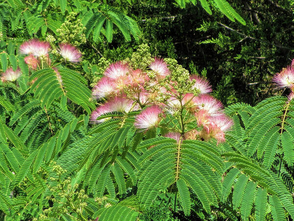 Pink Poster featuring the photograph Pink Silk Tree Mimosa by Kathy Clark