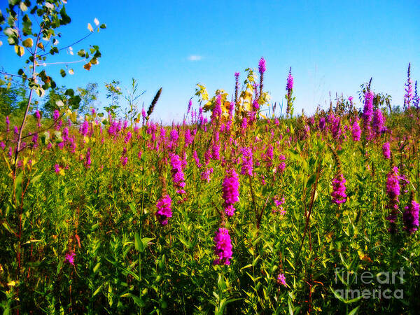 Orton Poster featuring the photograph Pink Summer Flowers In The Prairie - Orton by Frank J Casella