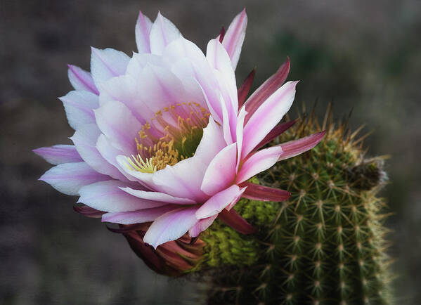 Echinopsis Poster featuring the photograph Pink Torch Cactus Bloom by Saija Lehtonen