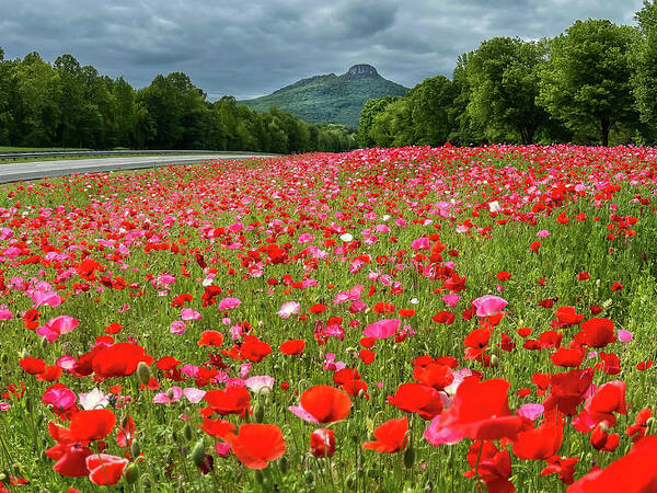  Poster featuring the photograph Poppies at Pilot Mountain by Chris Berrier