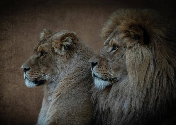 Lions Poster featuring the digital art Portrait lion and lioness in brown by Marjolein Van Middelkoop