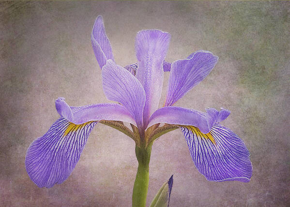 Iris Poster featuring the photograph Purple Flag Iris by Patti Deters