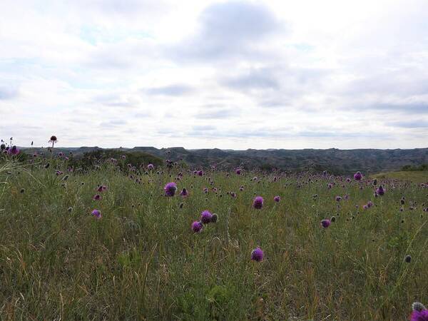 Wild Flowers Poster featuring the photograph Purple Flowers With A View by Amanda R Wright