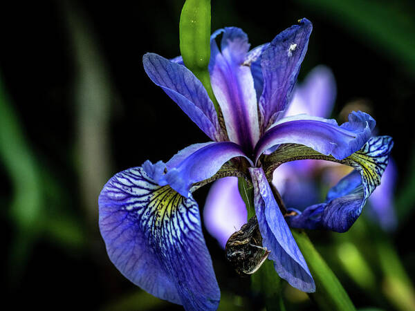 Closeup Poster featuring the photograph Purple Iris Flower by Louis Dallara