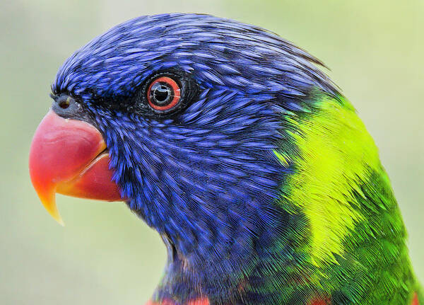 Rainbow Poster featuring the photograph Rainbow Lorikeet by WAZgriffin Digital