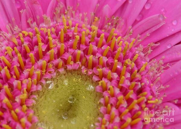 Daisies Poster featuring the photograph Raindrops on Pink Gerbera Daisy by Carol Groenen