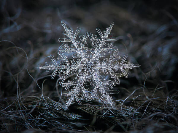 Snowflake Poster featuring the photograph Real snowflake 2014-12-26_1 by Alexey Kljatov