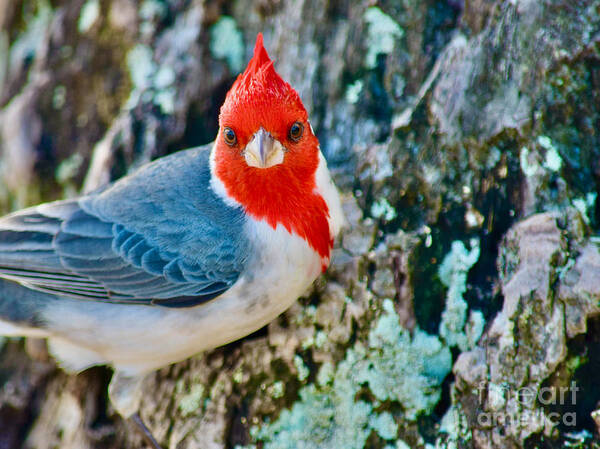 Red Crested Cardinal Poster featuring the photograph Red Cardinal Beauty by Debra Banks