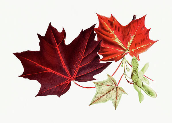 Hand Poster featuring the drawing Red Maple Leaves by Mango Art