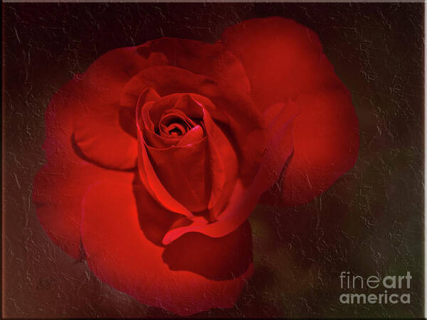 Red Poster featuring the photograph Red Rose by Elaine Teague