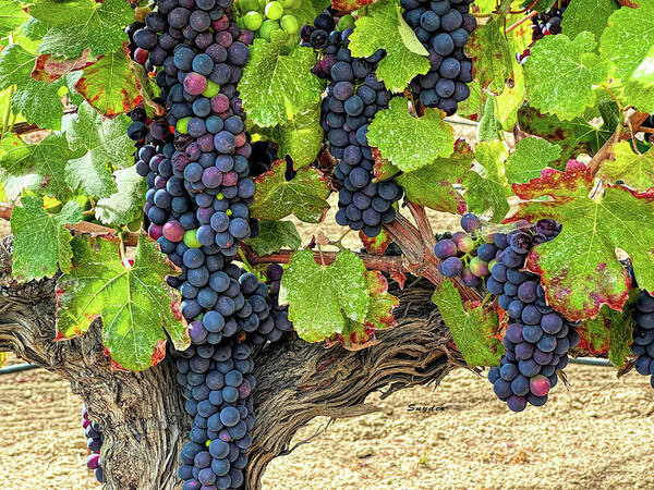 Grapes Poster featuring the photograph Red Wine Grapes on the Vine Original by Barbara Snyder
