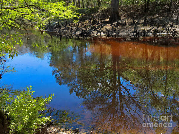 Bald Cyprus Poster featuring the photograph Reflection of a Bald Cyprus on the Withlacoochee River by L Bosco