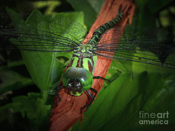 Dragon Poster featuring the photograph Resting Dragon by Judy Hall-Folde