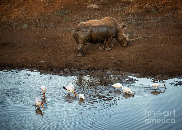 White Rhino Poster featuring the photograph Rhino and Storks by Jamie Pham