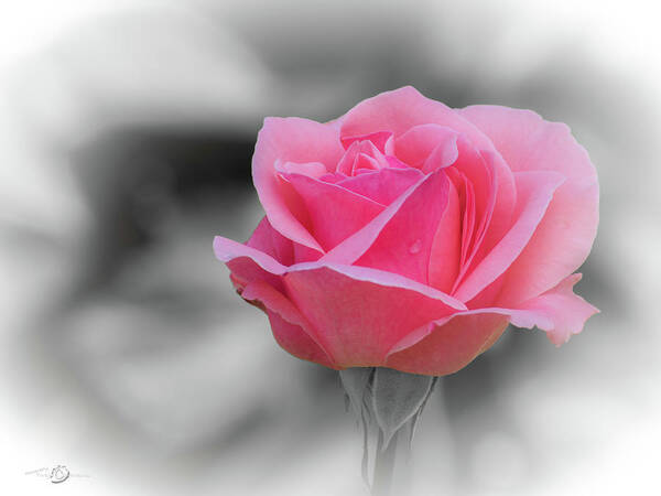 Pinkish Rose Poster featuring the photograph Romantic pinkish rose with a raindrop by Torbjorn Swenelius