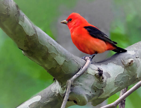 Bird Poster featuring the photograph Scarlet Tanager by Art Cole