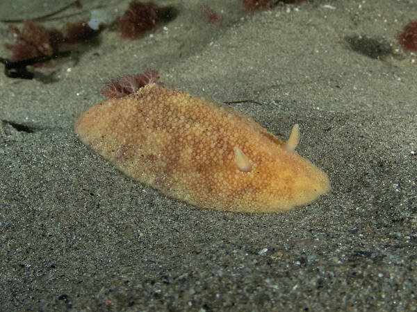 Sea Lemon Poster featuring the photograph Sea lemon nudibranch in the sand by Brian Weber