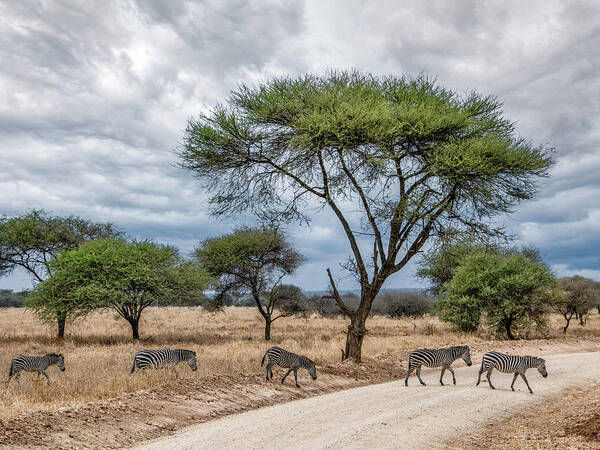 Tanzania Poster featuring the photograph Serengeti Zebra Crossing by Marcy Wielfaert
