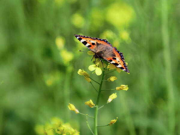 Aglais Urticae Poster featuring the photograph Service of the nature. Small tortoiseshell by Jouko Lehto