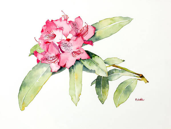 Rhododendron Poster featuring the painting Simple Beauty by Catherine Bede