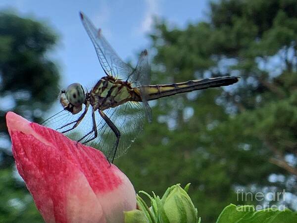Dragonfly Poster featuring the photograph Skimmer On Target by Catherine Wilson