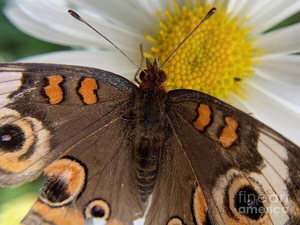 Skipper Poster featuring the photograph Skipper on Daisy by Catherine Wilson