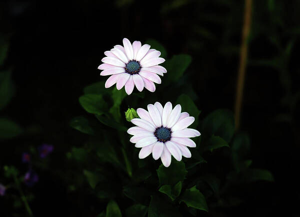 Daisy Poster featuring the photograph Small Gorgeous Daisy Beauties In The Evening Garden by Johanna Hurmerinta