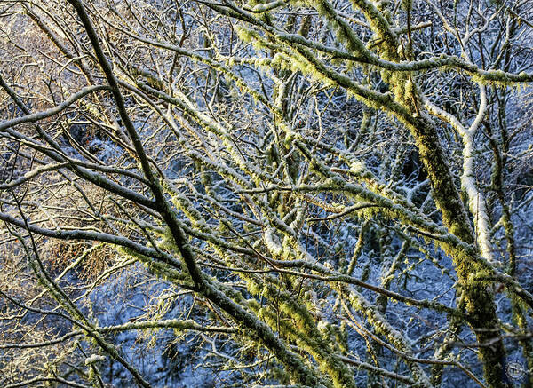 Snow Poster featuring the photograph Snow and lichen on winter trees by Anatole Beams