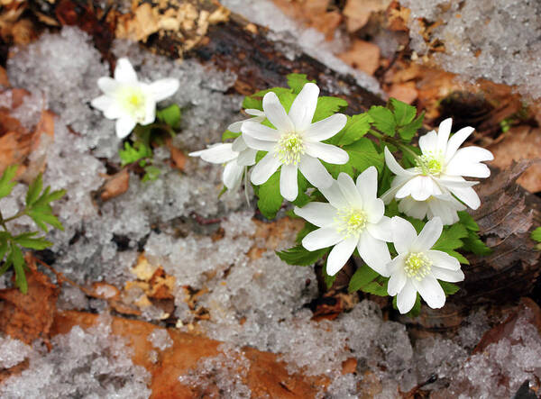 Snowdrops Poster featuring the photograph Snowdrop Flowers And Melting Snow by Mikhail Kokhanchikov