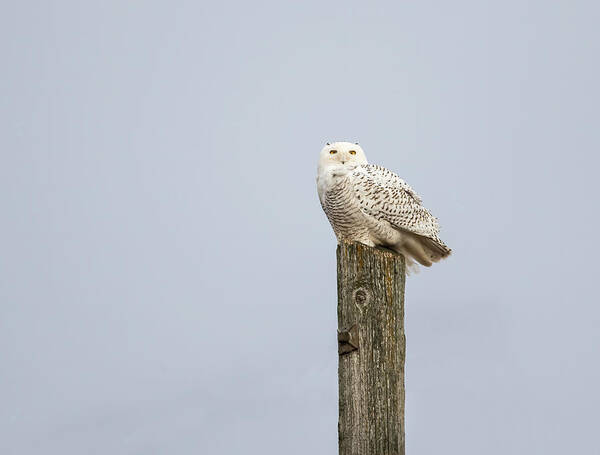 Snowy Owl Poster featuring the photograph Snowy Owl 2021-1 by Thomas Young