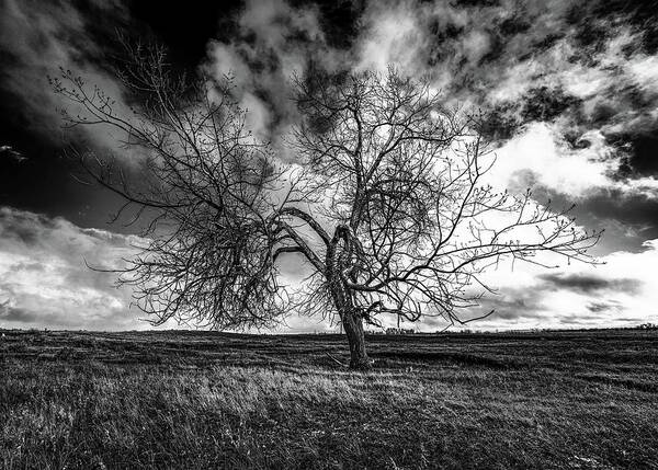 Tree Poster featuring the photograph South Monochrome by Darcy Dietrich