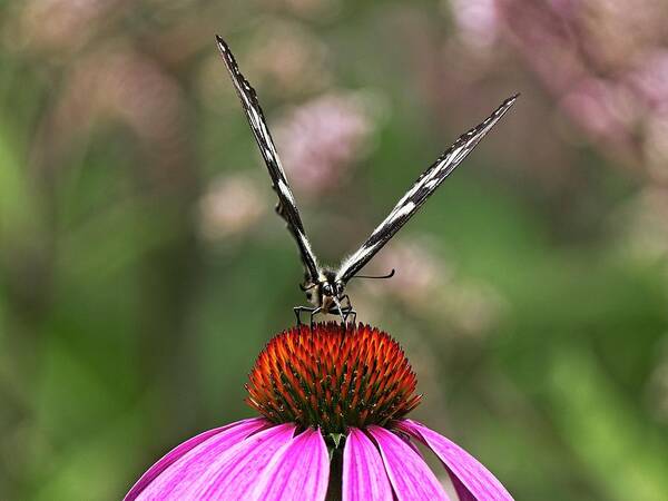Butterfly Poster featuring the photograph Spicebush Swallowtail Butterfly 2 on Echinacae by Steven Ralser