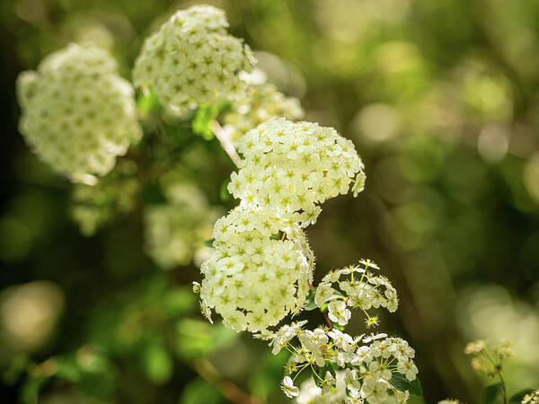 Spring Poster featuring the photograph Spiraea cantoniensis by Average Images