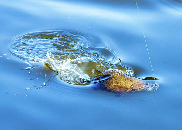 Fish Poster featuring the photograph Sport Fishing Smallmouth Bass by Amelia Pearn