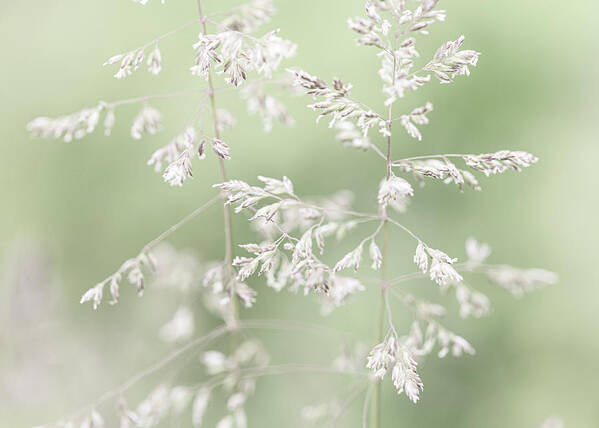 Flower Poster featuring the photograph Spring Grasses Light Green by Amelia Pearn