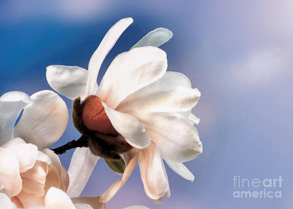 White Magnolia Poster featuring the photograph Spring magnolia blossoms by Janice Drew