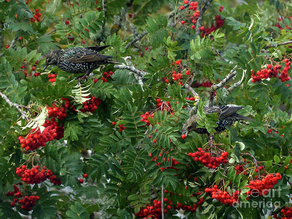 Rowan Berries Poster featuring the photograph Starlings feeding on Rowan Berries by Phil Banks