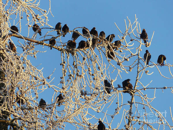 Starlings Poster featuring the photograph Starlings on a frosty larch tree by Phil Banks