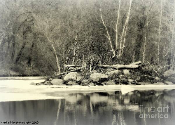 Nature Poster featuring the photograph Still December by Tami Quigley