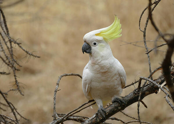 Animals Poster featuring the photograph Sulphur-crested Cockatoo perched on a branch by Maryse Jansen