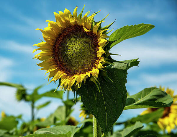 Sunflowers Poster featuring the photograph Sunflowers 10 by Lisa Blake