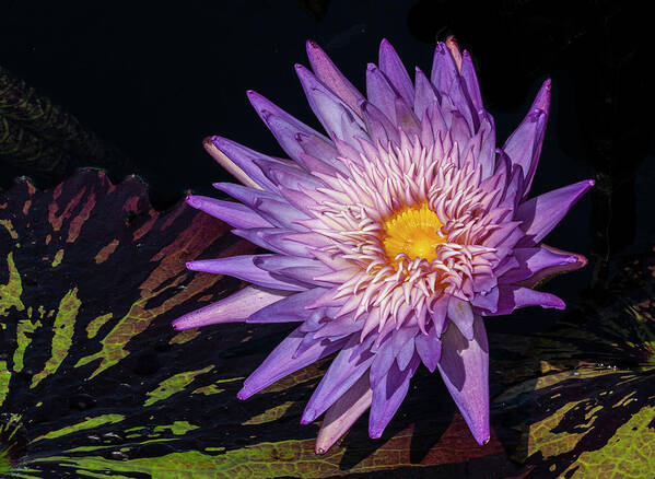 Flower Poster featuring the photograph Sunlit bloom by Roman Kurywczak