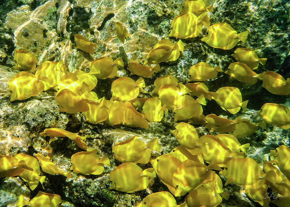 Yellow Tang Poster featuring the photograph Sunny School by Steven Sparks