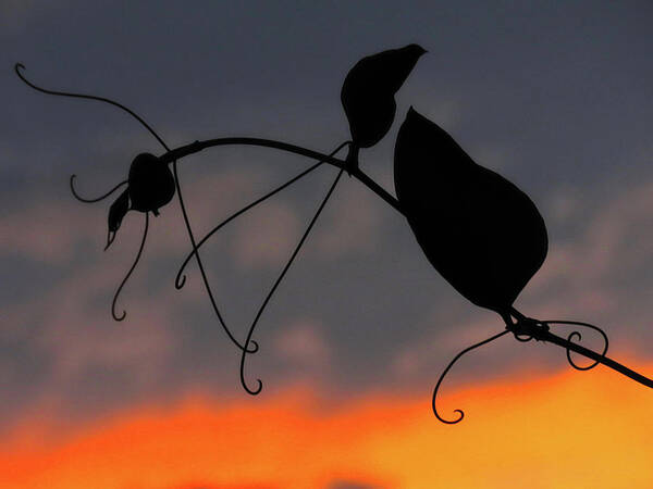 Vines Poster featuring the photograph Sunset Vine - Two by Linda Stern