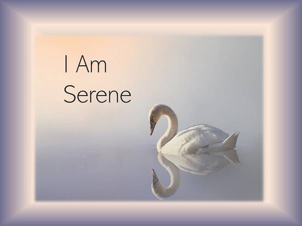 Swan Poster featuring the photograph Swan I Am Serene by Nancy Ayanna Wyatt