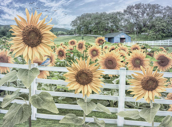 Sunflower Poster featuring the photograph Sweet Summer Country Sunflowers by Debra and Dave Vanderlaan