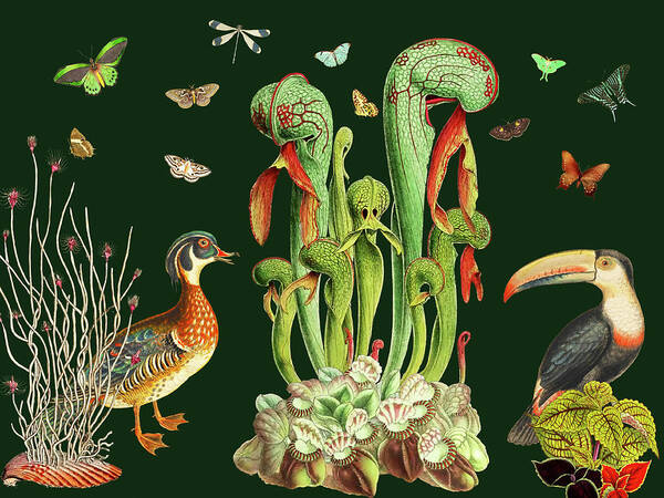 Birds And Butterflies Poster featuring the digital art Symphony for Duck Toucan and Butterflies by Lorena Cassady