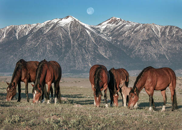 Horses Poster featuring the photograph _t__1256 by John T Humphrey